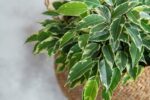 Ficus Benjamina Danielle - Ø17cm - ↕70cm - obrazek 5