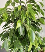 Ficus Benjamina Kinky w ELHO Vibes Fold 14cm różowy - obrazek 14