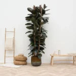 Fikus Sprężysty Abidjan - Ø17cm - ↕55cm - obrazek 6