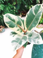 Ficus Elastica Tineke - Ø17cm - ↕55cm - obrazek 6