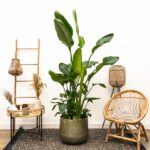 2x Strelitzia Nicolai - 130 cm - Ø17 - obrazek 2