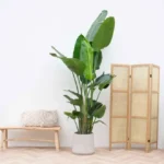 Strelitzia Nicolai - 160 cm - ø24 - obrazek 6