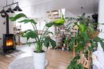 Strelitzia Nicolai - 160 cm - ø24 - obrazek 4