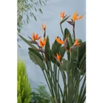 Strelitzia Reginae XL - 160 cm - ⌀30 - obrazek 6
