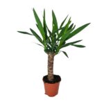Juka - Ø14cm - ↕60cm