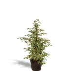 Ficus benjamina Twilight - Ø21cm - ↕95cm + Kosz Igmar