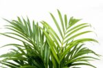 Dypsis Lutescens (Palma Areka) 160 cm - ø24 - obrazek 3