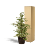 Ficus benjamina Twilight - Ø21cm - ↕95cm + Kosz Igmar - obrazek 3
