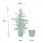 Ficus benjamina Twilight - Ø21cm - ↕95cm + Kosz Igmar - obrazek 5