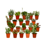 Mix sukulentów - 20 sztuk - Ø5 -5cm - ↕7 cm