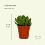 Mix sukulentów - 20 sztuk - Ø5 -5cm - ↕7 cm - obrazek 4
