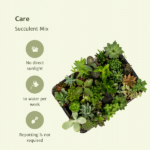 Mix sukulentów - 20 sztuk - Ø5 -5cm - ↕7 cm - obrazek 5