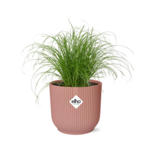 Cyperus Alternifolius Zumula w ELHO Vibes Fold 14cm różowy