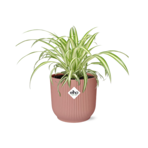 Chlorophytum Comosum Variegatum w ELHO Vibes Fold 14cm różowy
