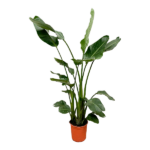 Strelitzia Nicolai - 160 cm - ø24 - obrazek 2