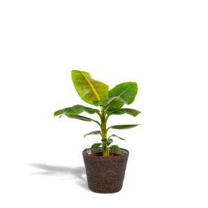 Musa Dwarf Cavendish - Ø21cm - ↕90cm + Kosz Igmar