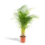 Palma Areca - Ø24cm - ↕130cm