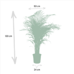 Palma Areca - Ø24cm - ↕130cm - obrazek 4