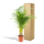 Palma Areca - Ø24cm - ↕130cm - obrazek 5