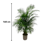 Dypsis Lutescens (Palma Areka) 160 cm - ø24 - obrazek 5