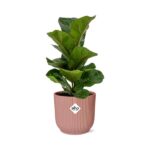 Ficus Lyrata ‘Bambino’ w ELHO Vibes Fold 14cm różowy - obrazek 2