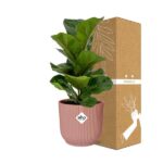 Ficus Lyrata ‘Bambino’ w ELHO Vibes Fold 14cm różowy - obrazek 4