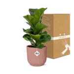 Ficus Lyrata ‘Bambino’ w ELHO Vibes Fold 14cm różowy - obrazek 5