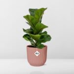 Ficus Lyrata ‘Bambino’ w ELHO Vibes Fold 14cm różowy - obrazek 6