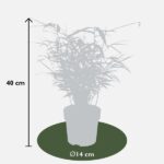 Fargesia rufa - Bambus nieinwazyjny - Ø14 - ↨40cm - obrazek 7