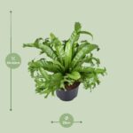 Asplenium Nidus Crissie - Ø23cm - ↕55cm - obrazek 2