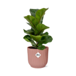 Ficus Lyrata ‘Bambino’ w ELHO Vibes Fold 14cm różowy