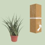 Sansevieria Fernwood Punk - Ø12cm - ↕35cm - obrazek 3