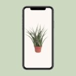 Sansevieria Fernwood Punk - Ø12cm - ↕35cm - obrazek 4