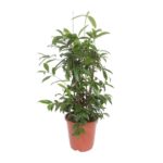 Dracena Surculosa - Ø27cm - ↕110cm