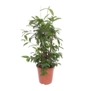 Dracena Surculosa - Ø27cm - ↕110cm