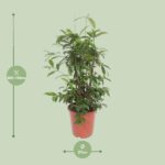 Dracena Surculosa - Ø27cm - ↕110cm - obrazek 2