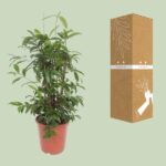 Dracena Surculosa - Ø27cm - ↕110cm - obrazek 3