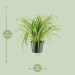 Chlorophytum Comosum Variegatum - Ø17cm - ↕30cm - obrazek 2