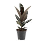 Fikus Sprężysty Abidjan - Ø17cm - ↕55cm