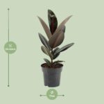 Fikus Sprężysty Abidjan - Ø17cm - ↕55cm - obrazek 2
