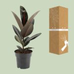 Fikus Sprężysty Abidjan - Ø17cm - ↕55cm - obrazek 3