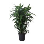 Dracena Frag. Janet Craig - Ø27cm - ↕120cm