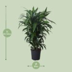 Dracena Frag. Janet Craig - Ø27cm - ↕120cm - obrazek 2