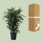Dracena Frag. Janet Craig - Ø27cm - ↕120cm - obrazek 3