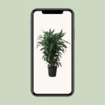 Dracena Frag. Janet Craig - Ø27cm - ↕120cm - obrazek 4