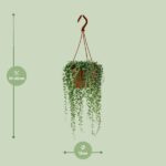 Senecio Herreianus - Ø12cm - ↕20cm - obrazek 2