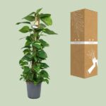 Scindapsus Epipremnum - Ø24cm - ↕120cm - obrazek 3