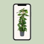 Scindapsus Epipremnum - Ø24cm - ↕120cm - obrazek 4