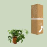Monstera Minima - Ø12cm - ↕30cm - obrazek 3
