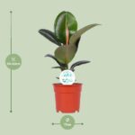 Ficus Elastica Robusta - Ø17cm - ↕55cm - obrazek 2